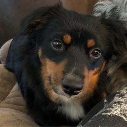 Valentine - Toy Australian Shepherd