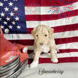 Snowberry - Cream female Cockapoo puppy in Mancelona, Michigan from Lavender poodles & doodles