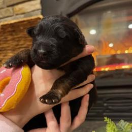 Girl 3 - Black and red female German Shepherd puppy in Snohomish, Washington from Wataha Shepherds