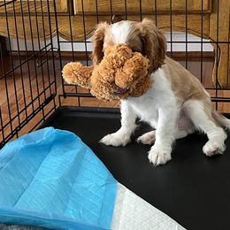 Cavalier King Charles Spaniel Puppies from Cassie’s Cavaliers