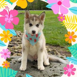 Misty - Wolf sable female Pomsky puppy in Venus, Pennsylvania from Hemlock Pines Pomsky