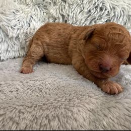 Boy 2 - Brown male Poodle puppy in Denair, California from 209 Puppies California
