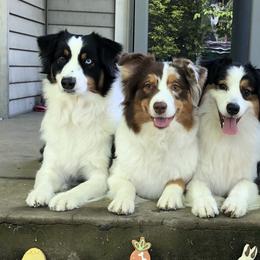 Australian Shepherds from Bluegrass Australian Shepherds