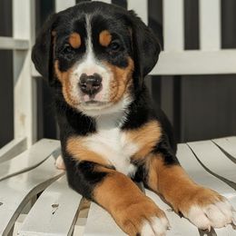 Black Girl (Lucy) - Black, white and red female Greater Swiss Mountain Dog puppy in Edinboro, Pennsylvania from Greater Swiss of Whitetail Acres