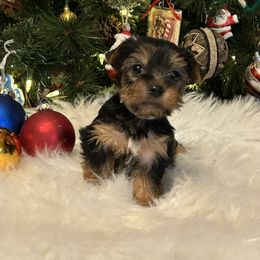 Cupid - Black and tan male Yorkshire Terrier puppy in Hardeeville, South Carolina from Pups of the Lowcountry