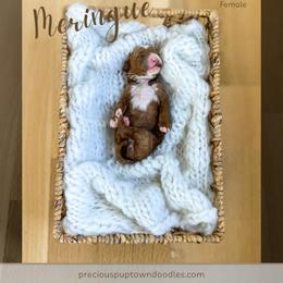 Meringue - Red  female Goldendoodle puppy in Bell Buckle, Tennessee from Precious Puptown Doodles