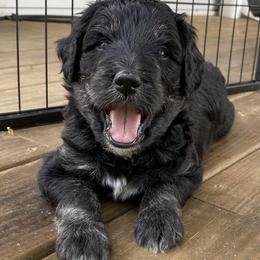 Bernedoodle Puppies from Oodles of Doodles