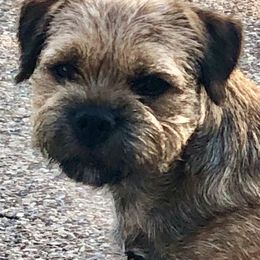 Border Terrier All Grown Up from Hardtack