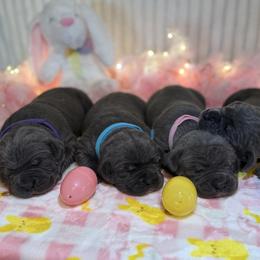 Alanis - Gray female Cane Corso puppy in Briggs, Texas from Capital City Corso’s