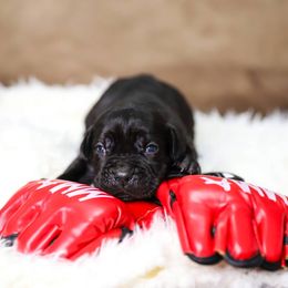Ronda Rousey - Black female Cane Corso puppy in Beech Island, South Carolina from Relic Cane Corso