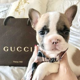 French Bulldog Puppies from Bouledogue Royal