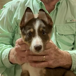 Border Collie Puppies from GTR K9 Border Collies