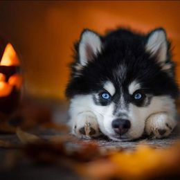 Pomsky Puppies from Arctic Star Pomskies