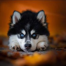 Pomsky Puppies from Arctic Star Pomskies