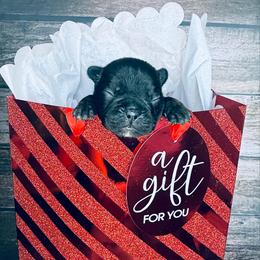 Garlic Pickle - Brindle and white male French Bulldog puppy in Tampa Bay, Florida from Woodpecker Ridge Pups