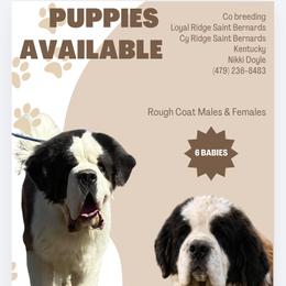 Saint Bernard puppies from Loyal Ridge Saint Bernards