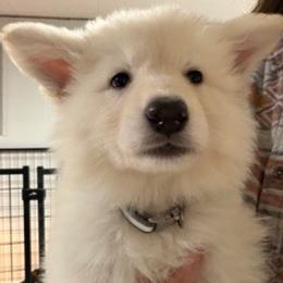 Boy 3 - White male German Shepherd puppy in Valley Springs, South Dakota from Von Pasch German Shepherds