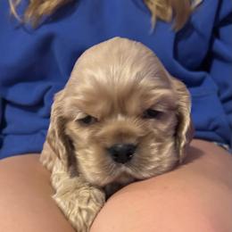 Boy 1 - Buff male Cocker Spaniel puppy in Spotsylvania, Virginia from Wilkshire Farm
