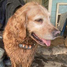 Josey - Golden Retriever