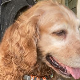 Josey - Golden Retriever