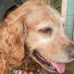 Josey - Golden Retriever