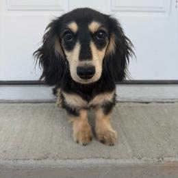 Viola (pet ONLY) - Black and cream female Dachshund puppy in Cave City, Kentucky from Mammoth Cave Dachshunds