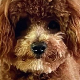 Poodles from Cathys Dogs