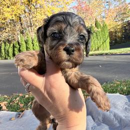 Magnolia - Merle female Cockapoo puppy in Clarks Summit, Pennsylvania from M&M Cockapoos