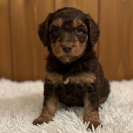 Danny - Phantom male Poodle puppy in Washington, Pennsylvania from Patriotic Poodles