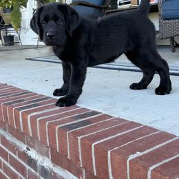 Lil Abby - Black female Labrador Retriever puppy in Maynardville, Tennessee from Three Bears Labradors