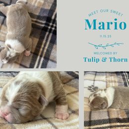 Mario - Lilac male Boston Terrier puppy in El Paso, Texas from Little Mister and Little Miss Boston Terriers