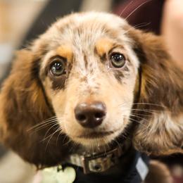Maverick or Mavy - Dachshund