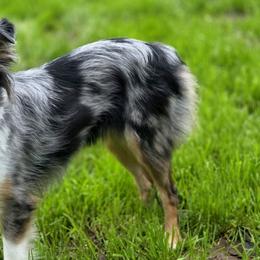 Australian Shepherds, Border Collies, Miniature American Shepherds, Miniature Australian Shepherds, and Toy Australian Shepherds from Aloe Aussies