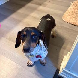 Sassy - Dachshund