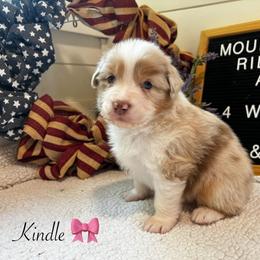 Kindle - Red merle female Australian Shepherd puppy in Murrayville, Georgia from Mountain Ridge Aussies