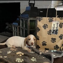 Dachshund Puppies from Jag Fam Dachshunds