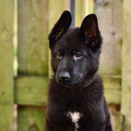 German Shepherd Puppies from Von Müllerstrand