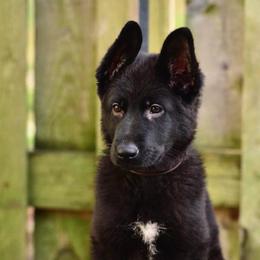 German Shepherd Puppies from Von Müllerstrand