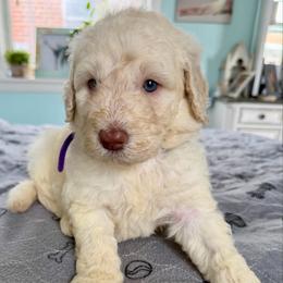 Meg - Cream female Goldendoodle puppy in Pensacola, Florida from Goldendoodles Love You in Pensacola Friend Edition