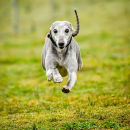 Whippet All Grown Up from Timbreblue Whippets