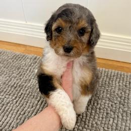 Oreo - Blue merle male Aussiedoodle puppy in Heber City, Utah from Junipersdoodles