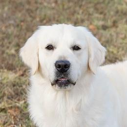Walter - Golden Retriever