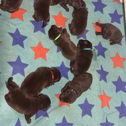 Dark Purple collar - Chocolate female Labrador Retriever puppy in Beaverdam, Virginia from Riverside Sunset Labrador Retrievers