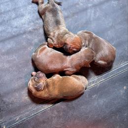 Girl 1 - Liver and tan female Bloodhound puppy in Tahlequah, Oklahoma from HNH Hounds