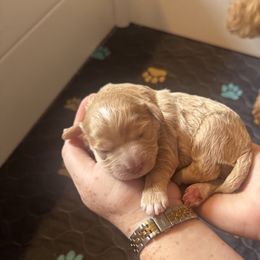 Girl 3 - female Australian Labradoodle puppy in Waco, Texas from RainPuddle's Labradoodles