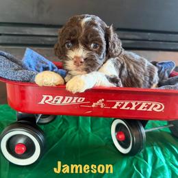 Jamison - Brown and white male Cockapoo puppy in Holton, Indiana from MoonShine Babies