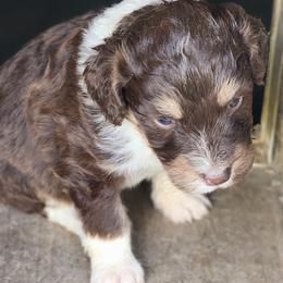 Annie Oakley - Red tri-color female Aussiedoodle puppy in Mount Clare, West Virginia from Pineview Farms Australian Shepherds