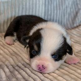 Jack - Black and tan male Pembroke Welsh Corgi puppy in New Hampshire from Muddy Paws Corgis