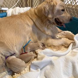 Yellow - Golden female Golden Retriever puppy in Los Angeles, California from Heart Hill Goldens