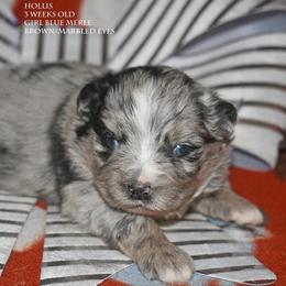 Hollis - Blue merle female Miniature Australian Shepherd puppy in Patterson, North Carolina from DreamLine Aussies